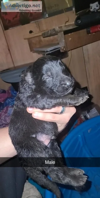 All black long hair high quality German Shepherd