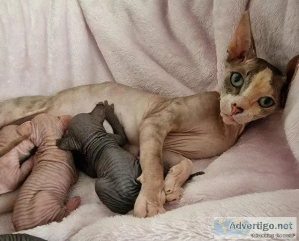 Beautiful Sphynx kittens ready