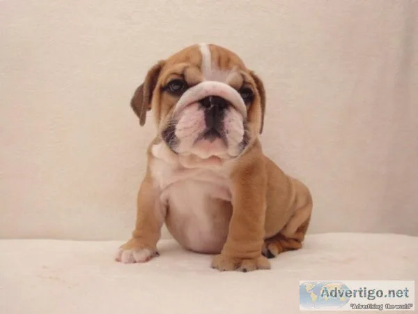 English Bulldog Puppies