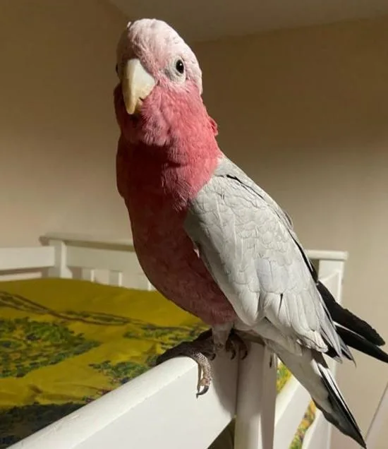 Gorgeous tamed gallah cocktoo