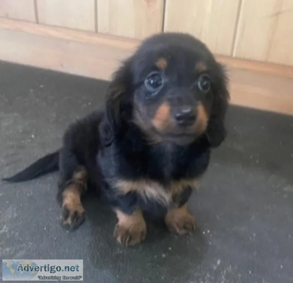 Tina Dachshund