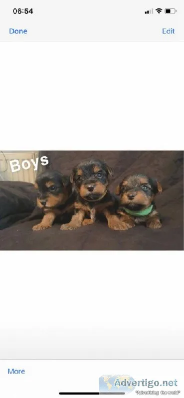 Yorkshire terrier pups for sale