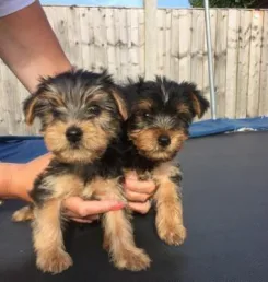 Beautiful Teacup Yorkie Puppies for Adoption