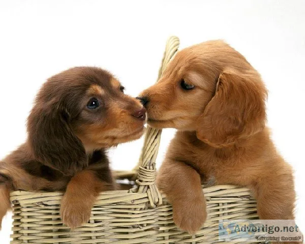 Healthy Dachshund Puppies Re-Homing