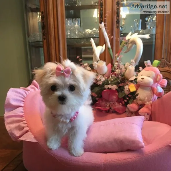 MALTESE PUPPIES