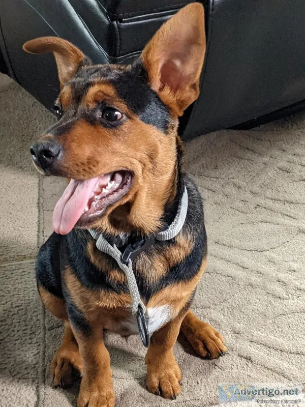 7mo. Blue Heeler for sale.
