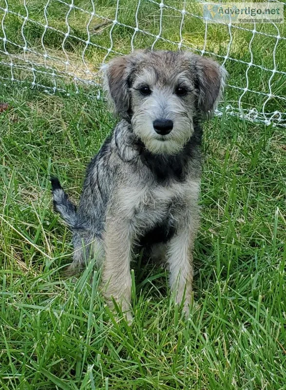 Bear the Schnoodle