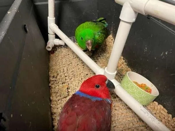 Cutee handfed Eclectus Parrots