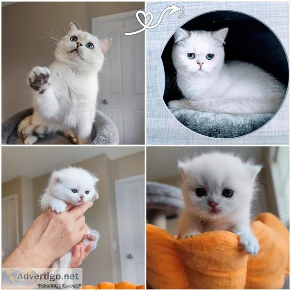 PUREBRED SILVER POINT BRITISH SHORTHAIR MALE KITTEN