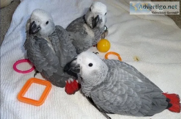 DNA Tested Hand Reared African Grey