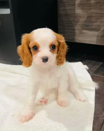 AKC Cavalier King Charles Spaniel