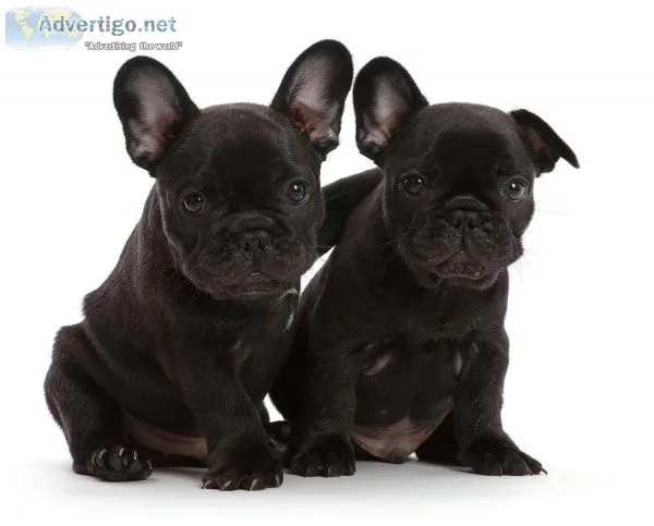 Champion lineup French bulldog puppies...7300930479