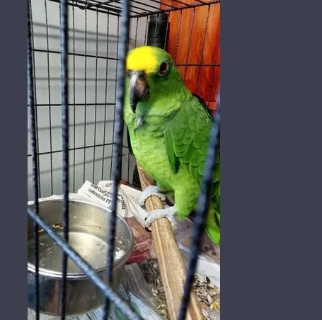 Very beautiful  Amazon parrot