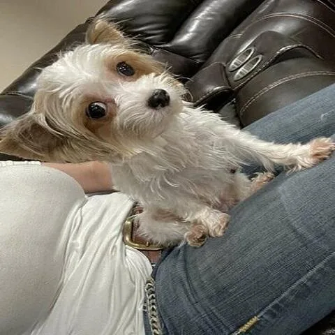 Mature WHite Akc Female Puppy