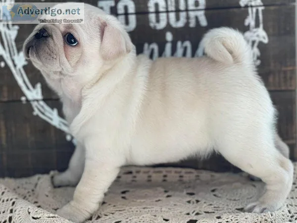 Beautiful AKC Fawn Black and White Pugs