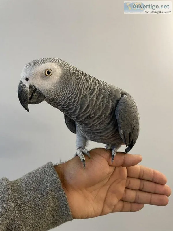 Talking African Grey Parrots