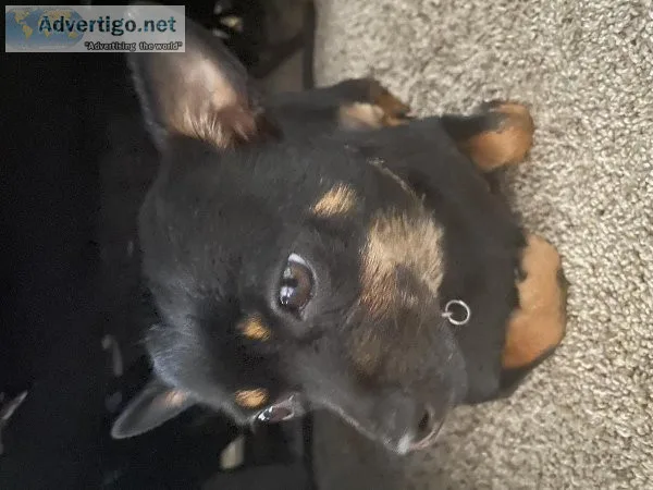 Chihuahua dog for sale