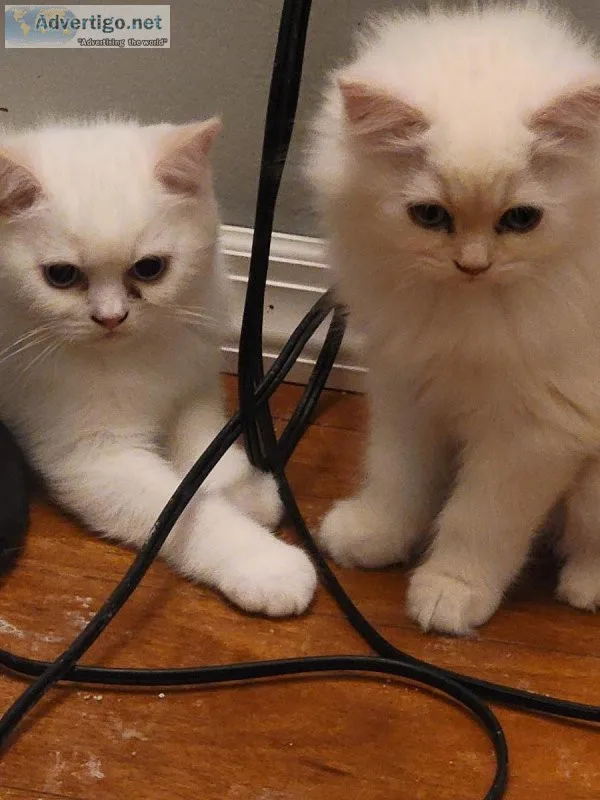 Tecup Munchkins