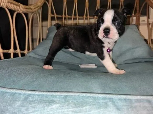 Boston terrier PUPPIES FOR RE HOMING