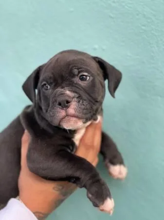 American Bullies need a loving home