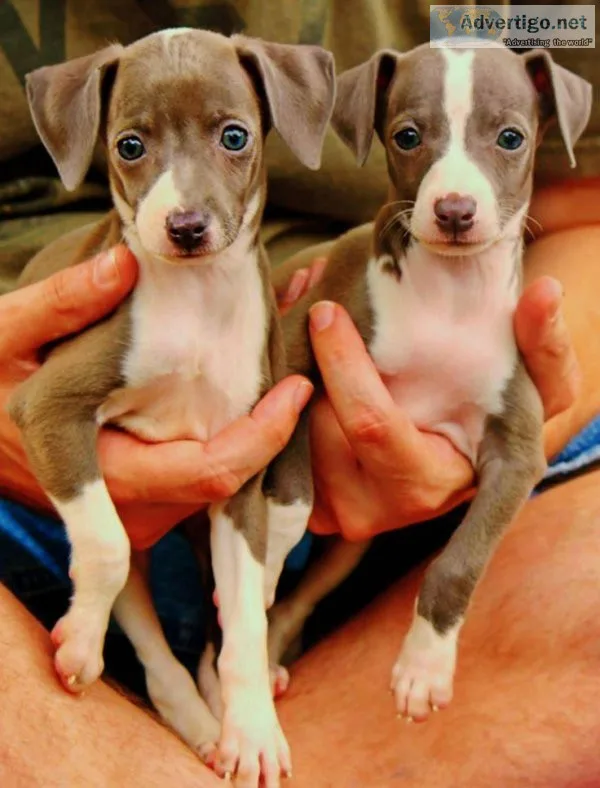 Italian Greyhound Puppies For Adoption