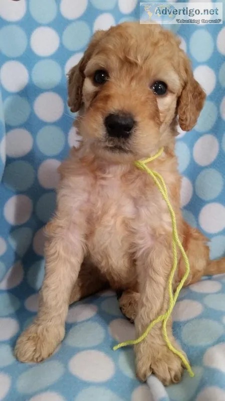 F1 male and female Mini Goldendoodle