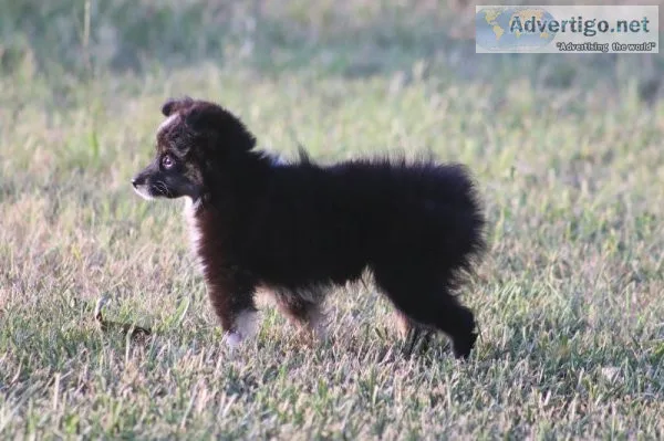 Teacup Aussie Female