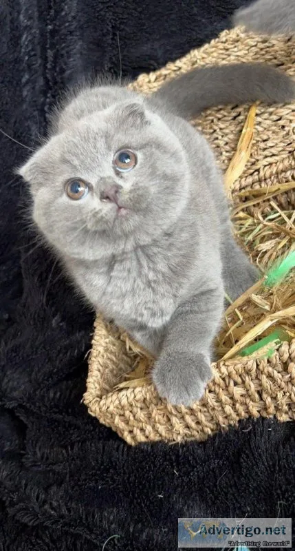 4 Scottish Fold Kittens For Sale