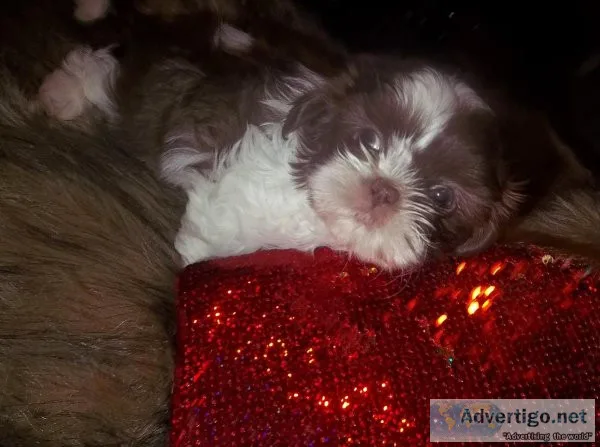 AKC Shih Tzu Lavender Female