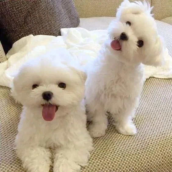 Beautiful maltese Puppies