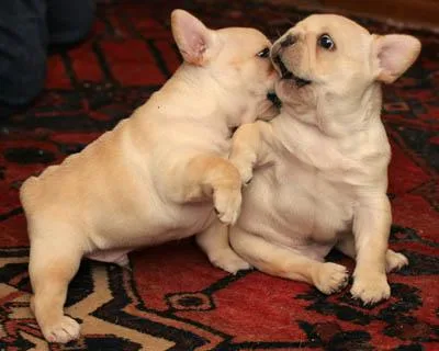 FRENCH BULLDOG PUPPIES FOR SALE