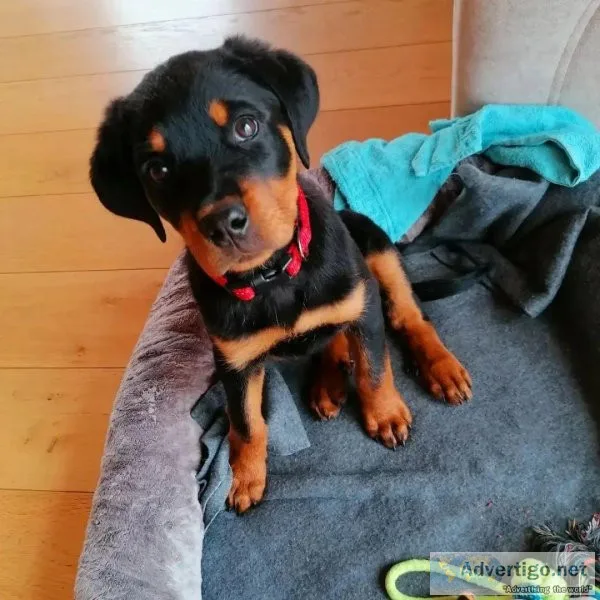 Rottweiler Pups