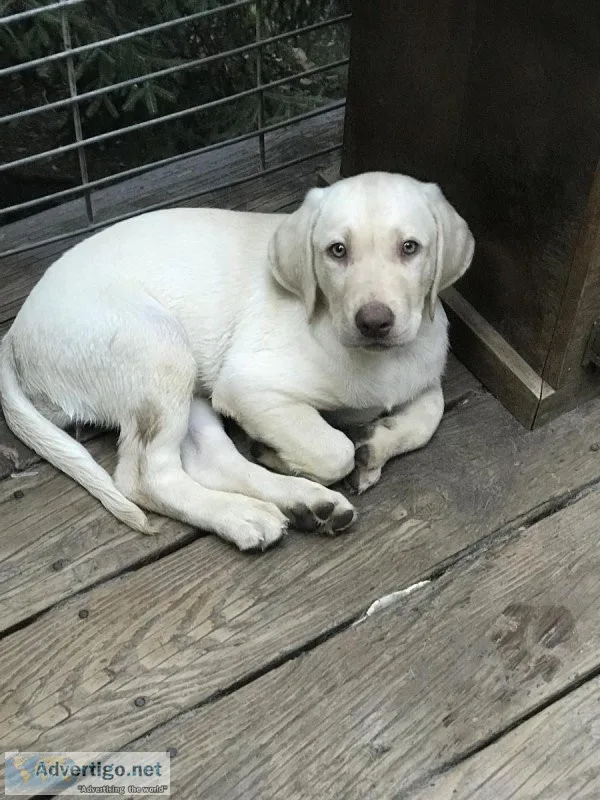 Purebred Female Yellow Lab Puppies