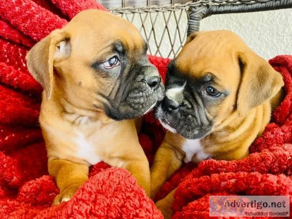 Boxer puppies for Adoption