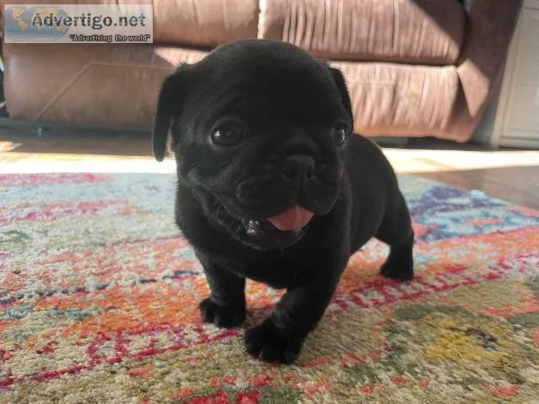 Beautiful AKC Pug Puppy