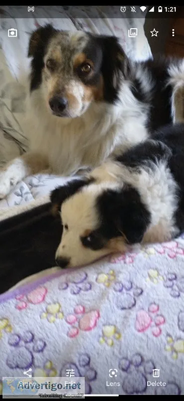 Cute Australian shepherd puppies