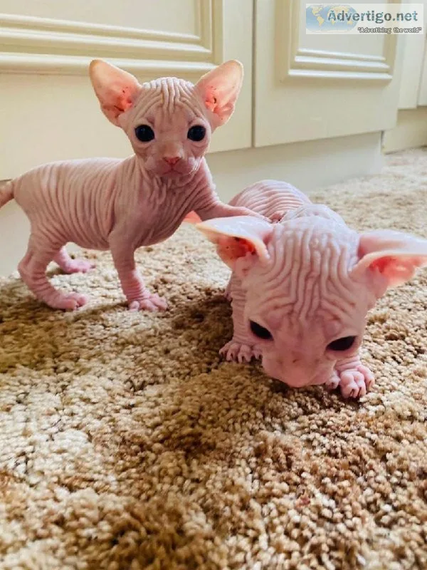 Sphynx Kittens Ready