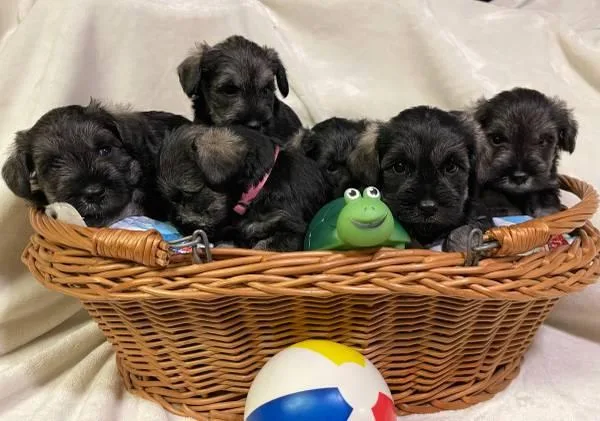 Mini schnauzer