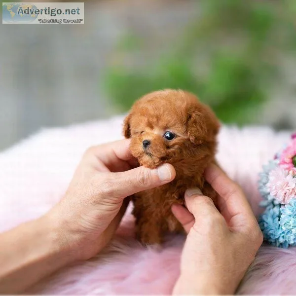 Gorgeous Teacup Poodle Puppies