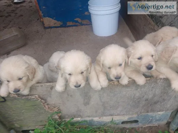 AKC GOLDEN RETRIEVER PUPPIES