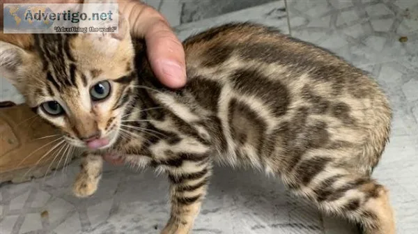 Adorable Bengal kittens