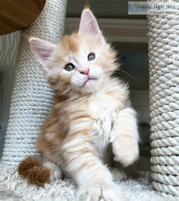 Stunning Male and Female Maine Coon Kittens