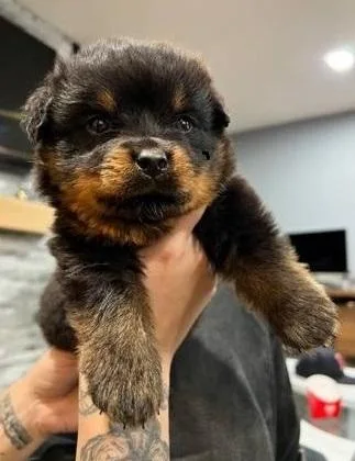 Rottweiler Puppies For Adoption
