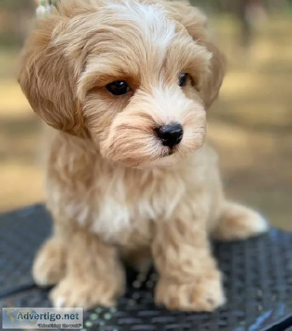 Healthy maltipoo puppies