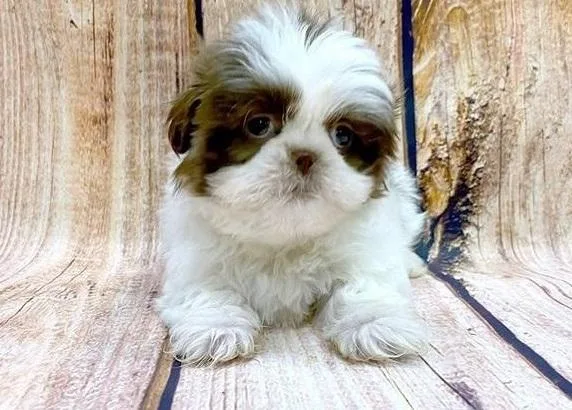 Charming Teacup Shih tzu Puppies For Adoption