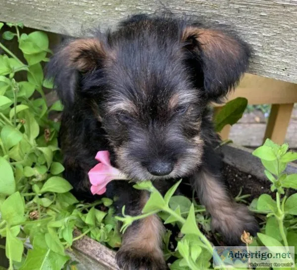Mini schnauzer pups