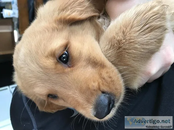 Golden retriever puppies