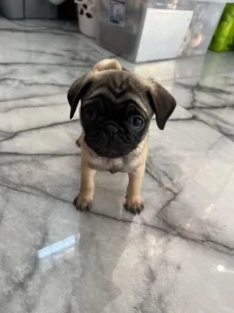 Pug Puppies