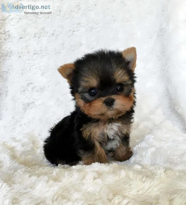 Yorkie Puppies For Sale
