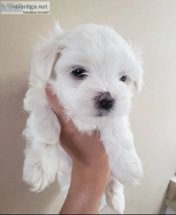 beautiful Maltese puppies